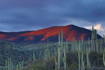 viajes a mexico cactus
